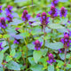Common Selfheal