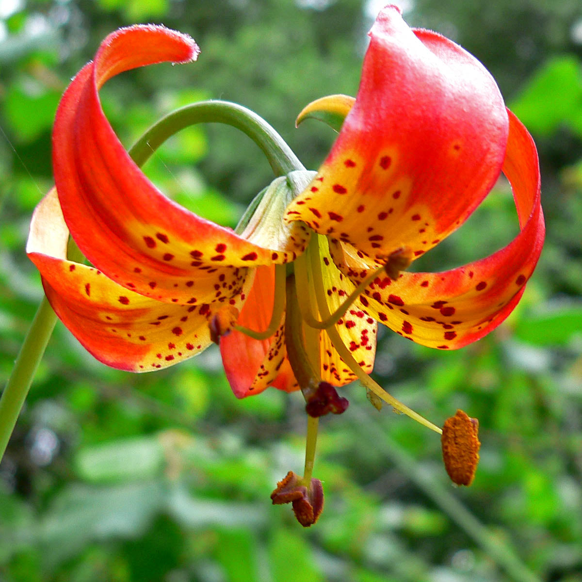 Leopard Lily