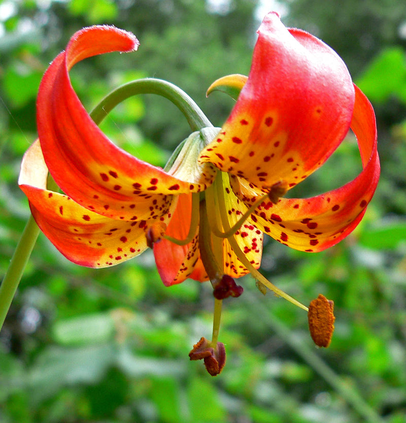 Leopard Lily