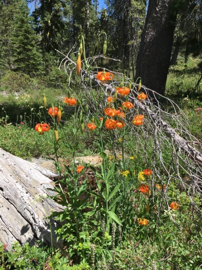 Leopard Lily