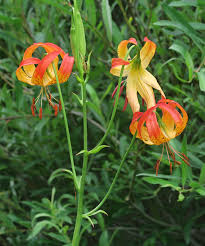 Leopard Lily