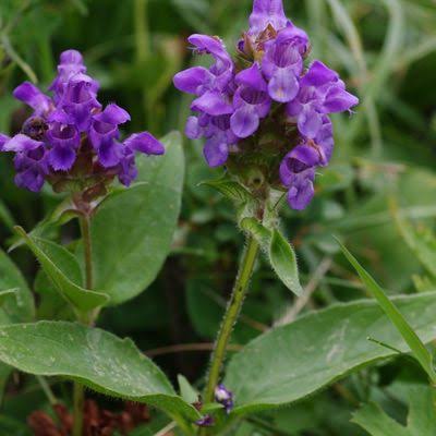 Common Selfheal
