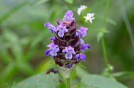 Common Selfheal