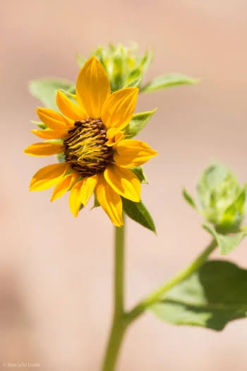 Serpentine Sunflower