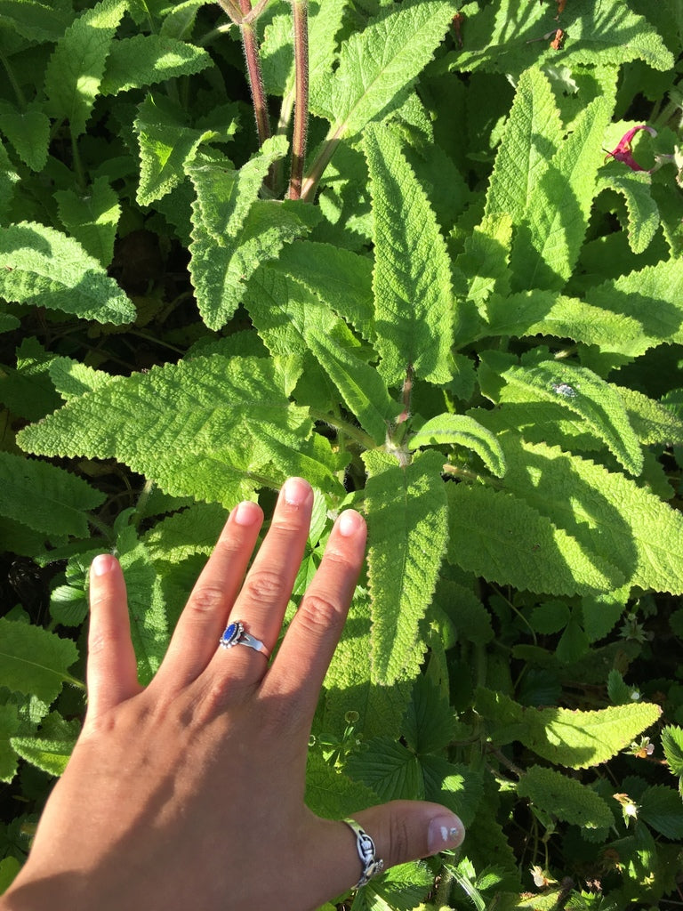 "Salvia spathacea" by Nina is licensed under CC BY 4.0. To view a copy of this license, visit http://creativecommons.org/licenses/by/4.0/?ref=openverse.