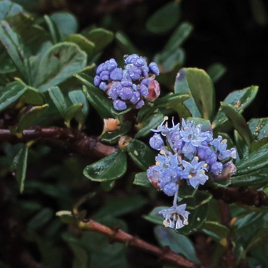 "J20170105-0018—Ceanothus maritimus—RPBG" by John Rusk is licensed under CC BY 2.0.
