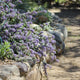 Point Sierra Mountain Lilac
