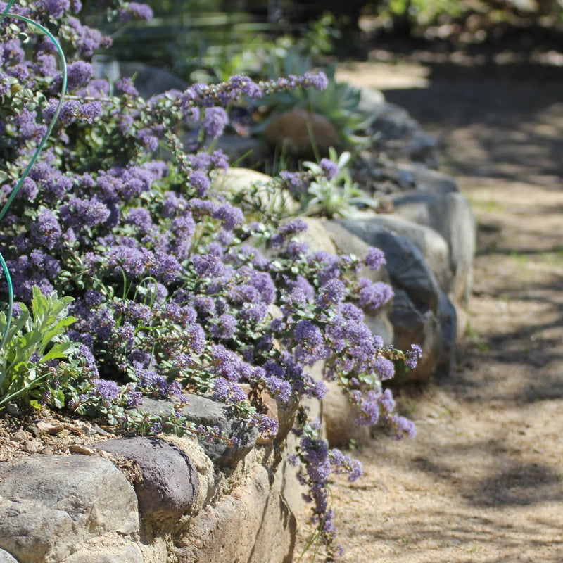 Point Sierra Mountain Lilac