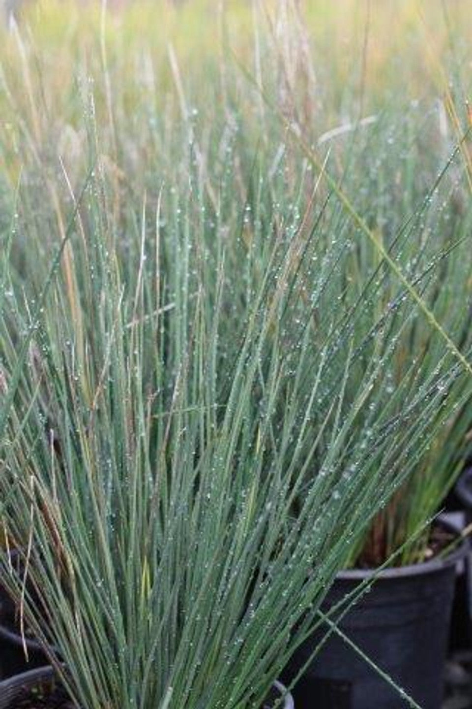 Elk Blue Spreading Rush