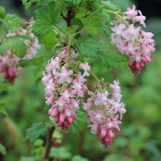 Claremont Pink-flowering Currant