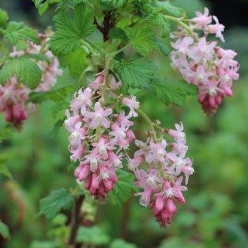 Spring Showers Pink-flowering Currant