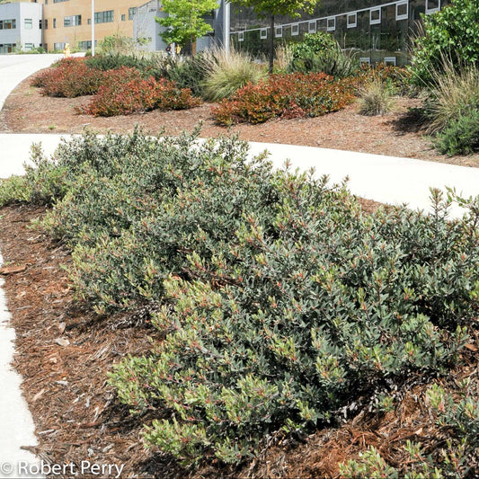 Pacific Mist Manzanita