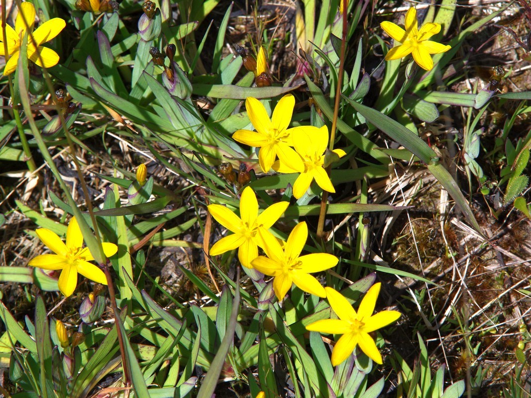 "Sisyrinchium californicum" by Stewart Armstrong is licensed under CC BY 4.0. To view a copy of this license, visit http://creativecommons.org/licenses/by/4.0/?ref=openverse.