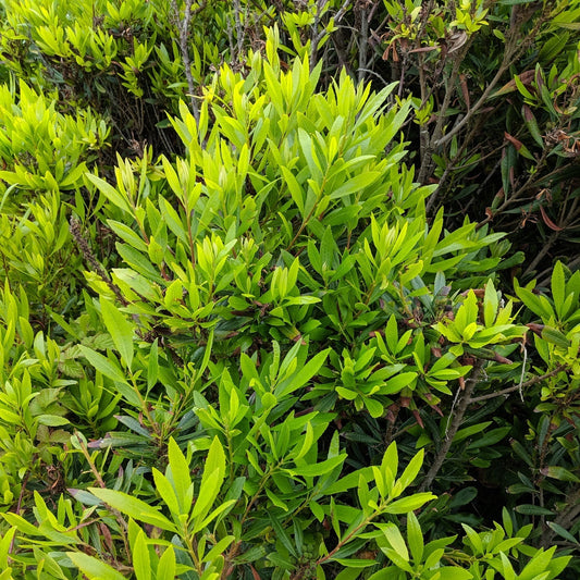 "california wax myrtle" by Bruce Hartman is licensed under CC BY 4.0.
