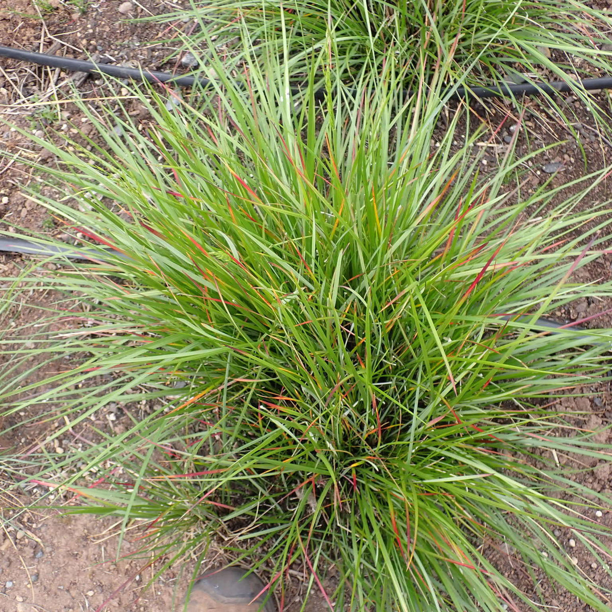 "Festuca californica californica" by John Koenig is licensed under CC BY-NC 4.0. To view a copy of this license, visit http://creativecommons.org/licenses/by-nc/4.0/?ref=openverse.