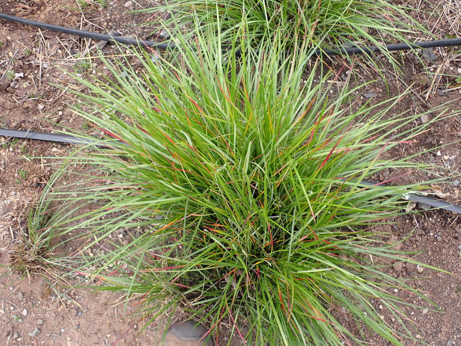 "Festuca californica californica" by John Koenig is licensed under CC BY-NC 4.0. To view a copy of this license, visit http://creativecommons.org/licenses/by-nc/4.0/?ref=openverse.