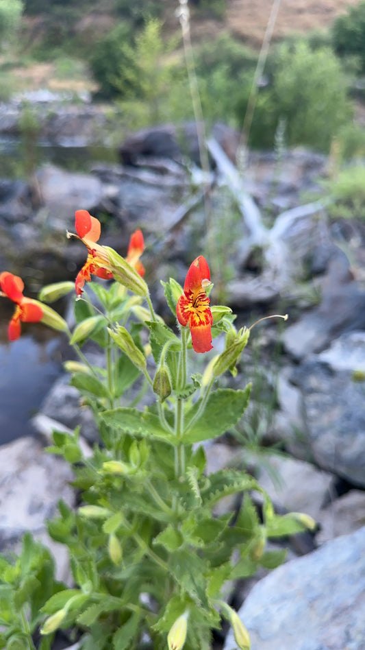 "scarlet monkeyflower" by addisrednick is licensed under CC BY-NC 4.0. To view a copy of this license, visit http://creativecommons.org/licenses/by-nc/4.0/?ref=openverse.
