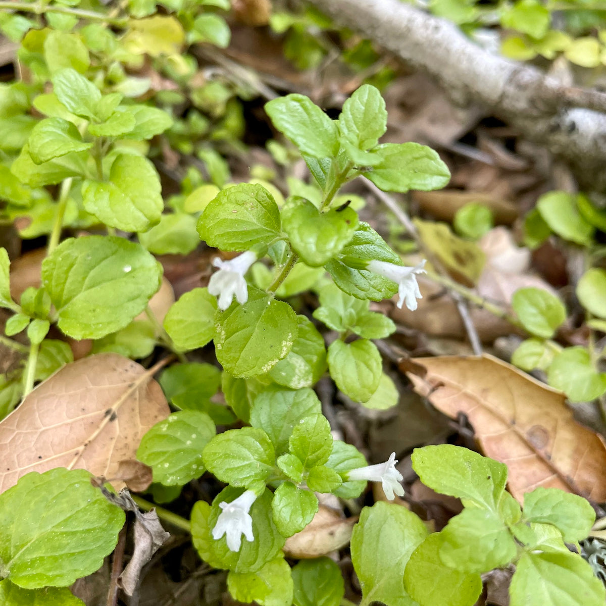 "Clinopodium douglasii" by Dutza K. is licensed under CC BY 4.0. To view a copy of this license, visit http://creativecommons.org/licenses/by/4.0/?ref=openverse.