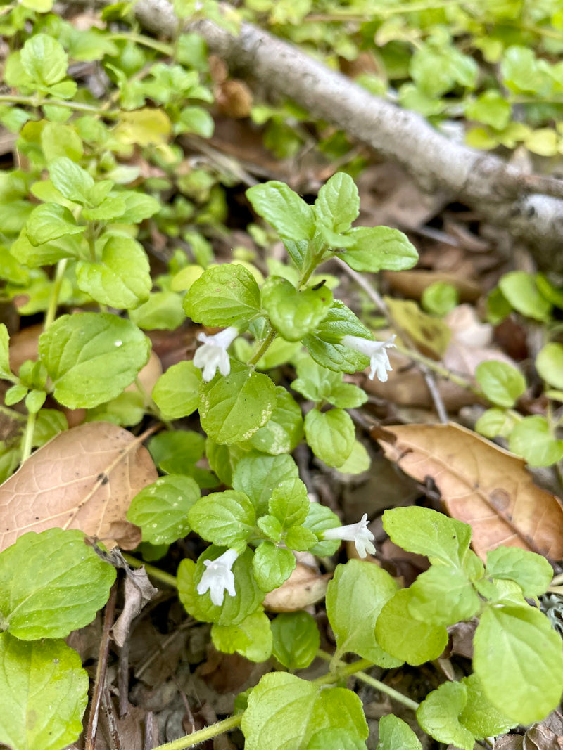 "Clinopodium douglasii" by Dutza K. is licensed under CC BY 4.0. To view a copy of this license, visit http://creativecommons.org/licenses/by/4.0/?ref=openverse.