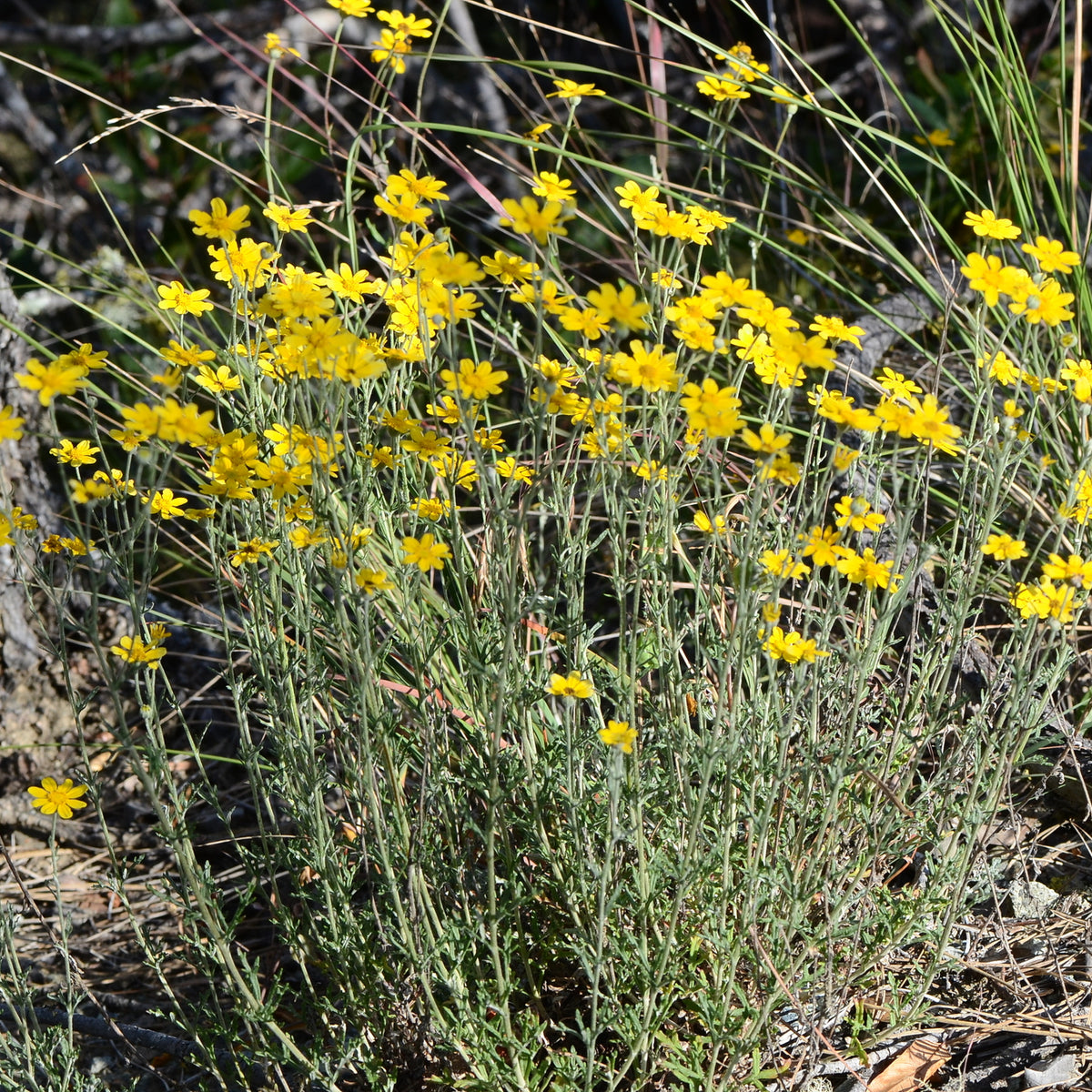 "Eriophyllum lanatum achilleoides" by Don Loarie is licensed under CC BY 4.0. To view a copy of this license, visit http://creativecommons.org/licenses/by/4.0/?ref=openverse.