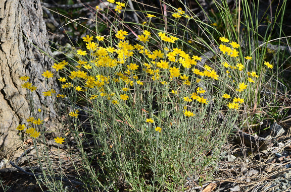 "Eriophyllum lanatum achilleoides" by Don Loarie is licensed under CC BY 4.0. To view a copy of this license, visit http://creativecommons.org/licenses/by/4.0/?ref=openverse.