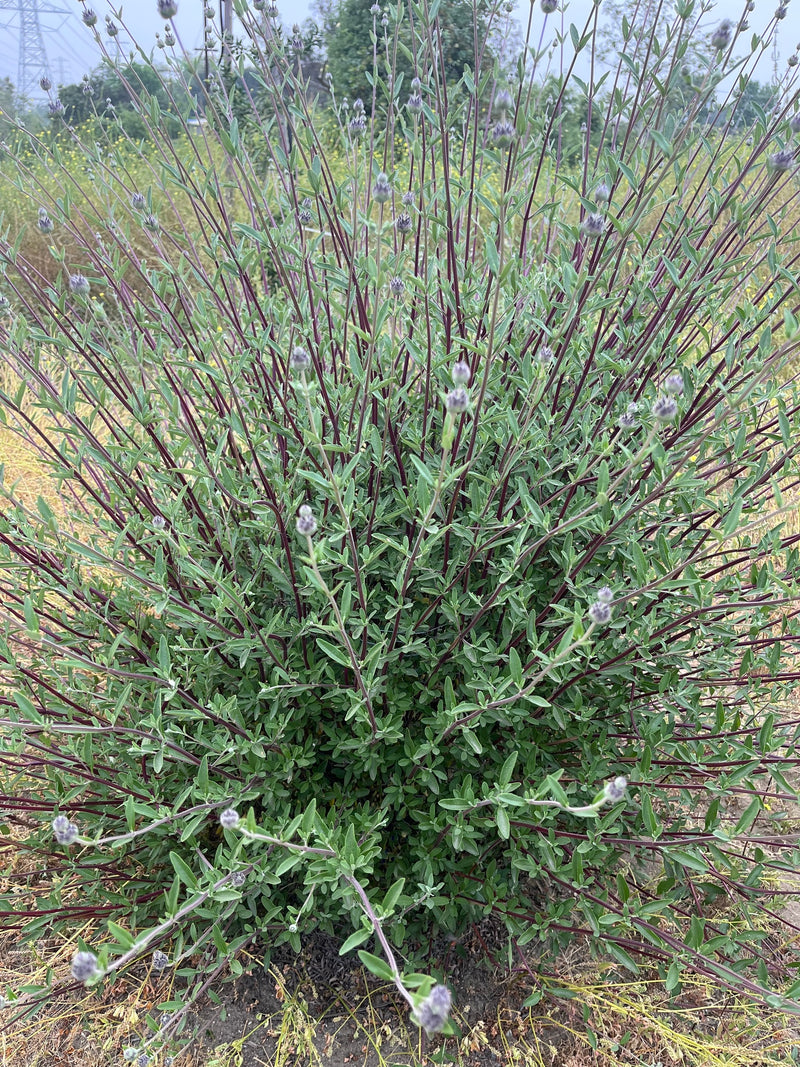 "Salvia leucophylla" by Charlie is licensed under CC BY 4.0. To view a copy of this license, visit http://creativecommons.org/licenses/by/4.0/?ref=openverse.
