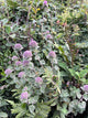 "Monardella villosa franciscana" by Nicholas Wei is licensed under CC BY-SA 4.0. To view a copy of this license, visit http://creativecommons.org/licenses/by-sa/4.0/?ref=openverse.
