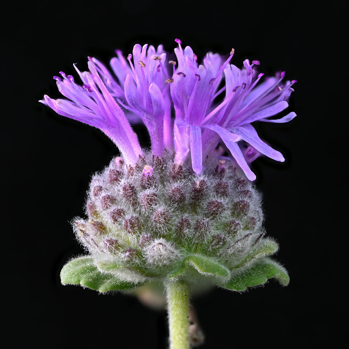 "Monardella villosa franciscana" by Alan Rockefeller is licensed under CC BY 4.0. To view a copy of this license, visit http://creativecommons.org/licenses/by/4.0/?ref=openverse.
