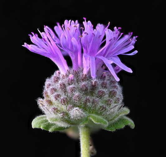 "Monardella villosa franciscana" by Alan Rockefeller is licensed under CC BY 4.0. To view a copy of this license, visit http://creativecommons.org/licenses/by/4.0/?ref=openverse.
