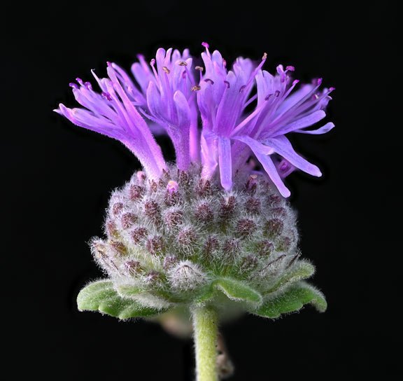 "Monardella villosa franciscana" by Alan Rockefeller is licensed under CC BY 4.0. To view a copy of this license, visit http://creativecommons.org/licenses/by/4.0/?ref=openverse.
