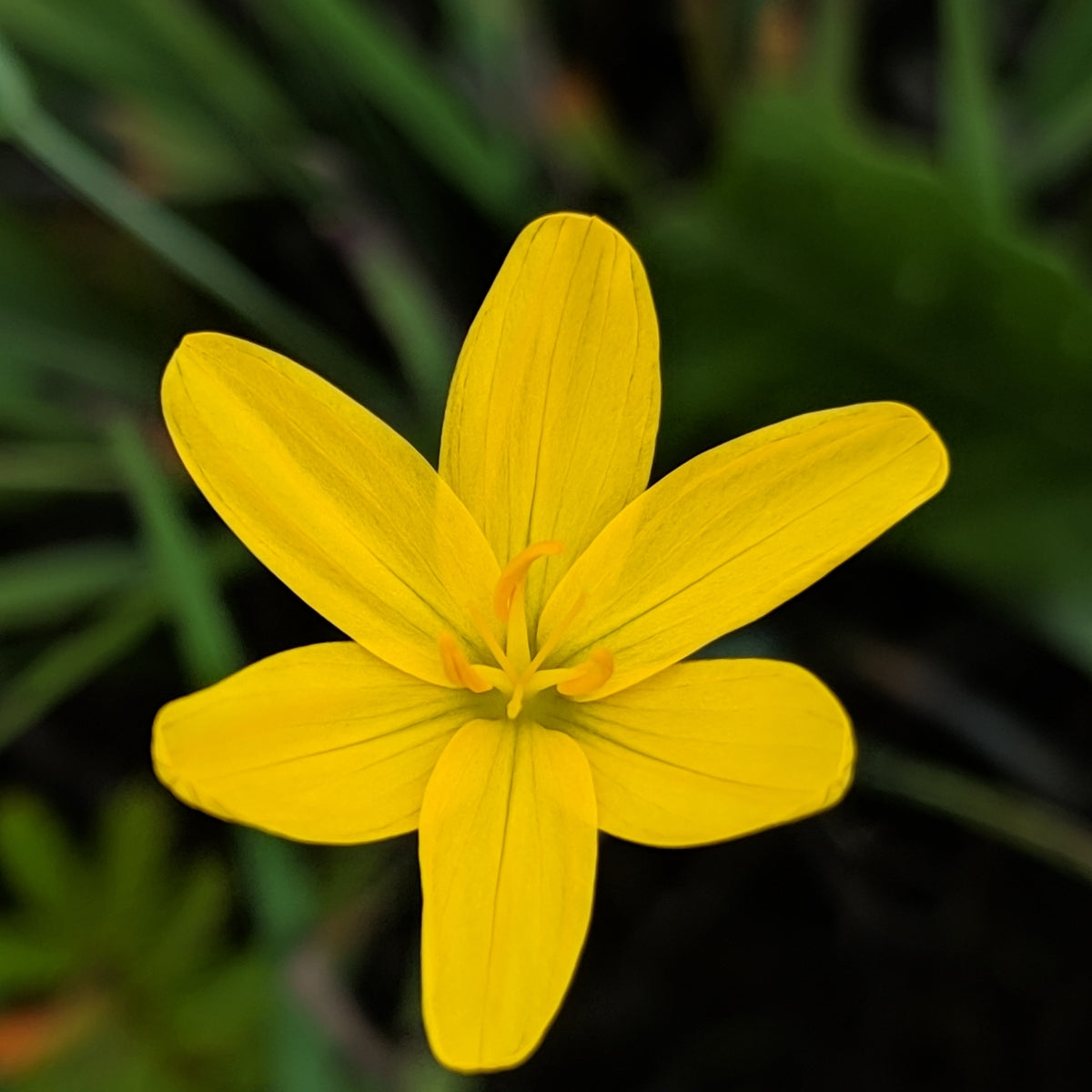 "Sisyrinchium californicum" by Alex Heyman is marked with CC0 1.0. To view the terms, visit http://creativecommons.org/publicdomain/zero/1.0/?ref=openverse.