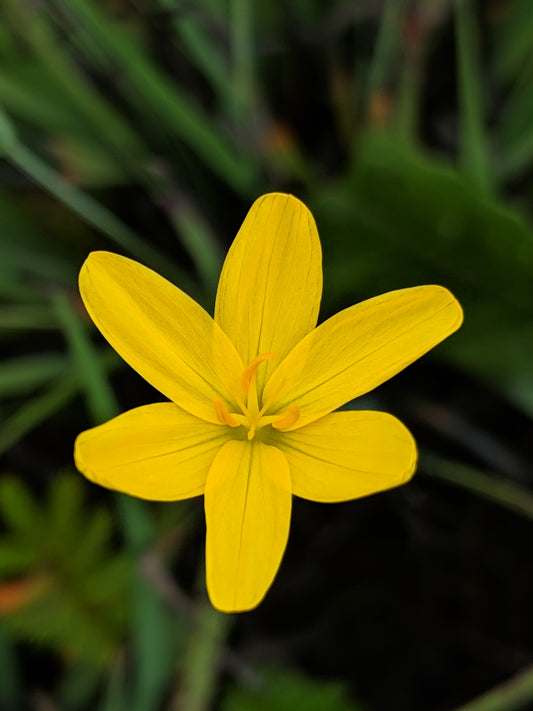 "Sisyrinchium californicum" by Alex Heyman is marked with CC0 1.0. To view the terms, visit http://creativecommons.org/publicdomain/zero/1.0/?ref=openverse.