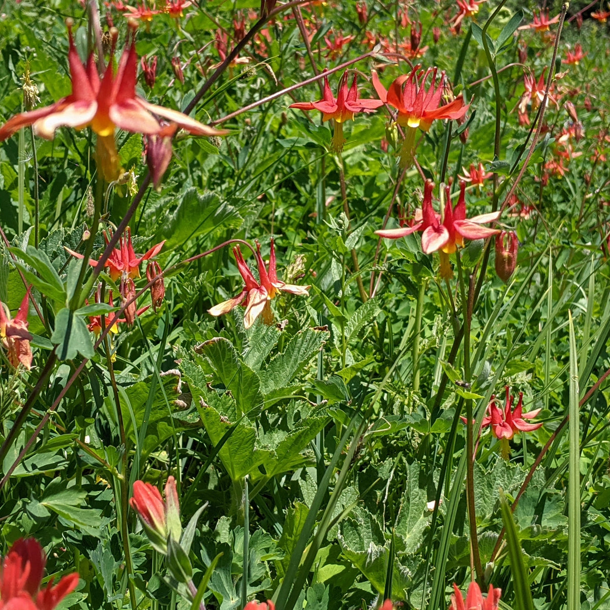 "western columbine" by John A Haskins is licensed under CC BY 4.0. To view a copy of this license, visit http://creativecommons.org/licenses/by/4.0/?ref=openverse.