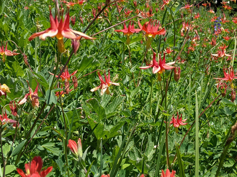 "western columbine" by John A Haskins is licensed under CC BY 4.0. To view a copy of this license, visit http://creativecommons.org/licenses/by/4.0/?ref=openverse.