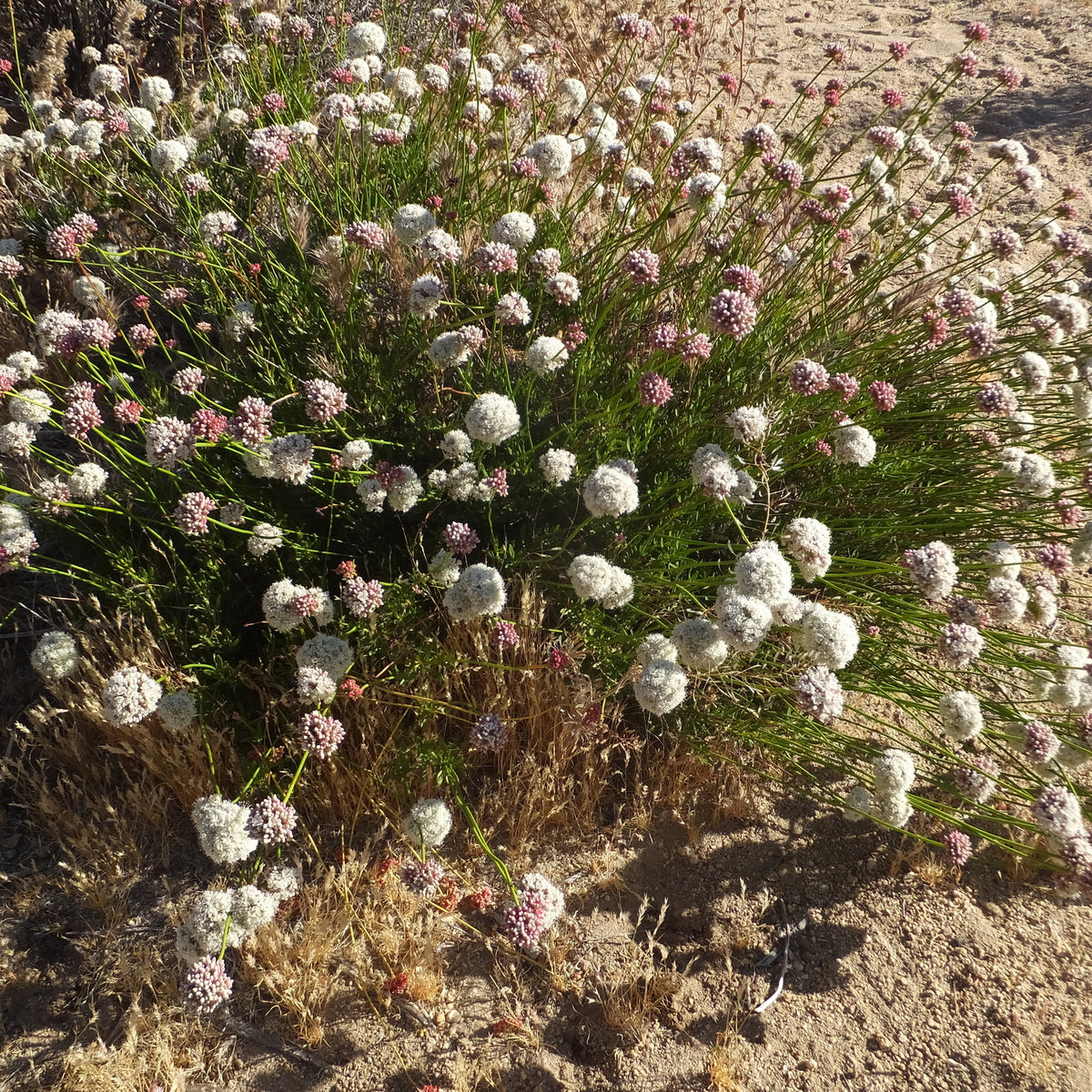 "Eriogonum fasciculatum flavoviride" by joergmlpts is licensed under CC BY 4.0. To view a copy of this license, visit http://creativecommons.org/licenses/by/4.0/?ref=openverse.
