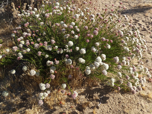 "Eriogonum fasciculatum flavoviride" by joergmlpts is licensed under CC BY 4.0. To view a copy of this license, visit http://creativecommons.org/licenses/by/4.0/?ref=openverse.
