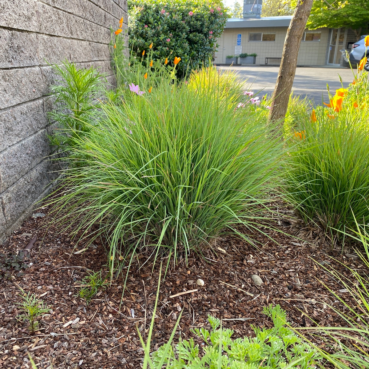 "Festuca californica" by epacopac is licensed under CC BY-NC 4.0. To view a copy of this license, visit http://creativecommons.org/licenses/by-nc/4.0/?ref=openverse.

