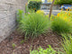 "Festuca californica" by epacopac is licensed under CC BY-NC 4.0. To view a copy of this license, visit http://creativecommons.org/licenses/by-nc/4.0/?ref=openverse.
