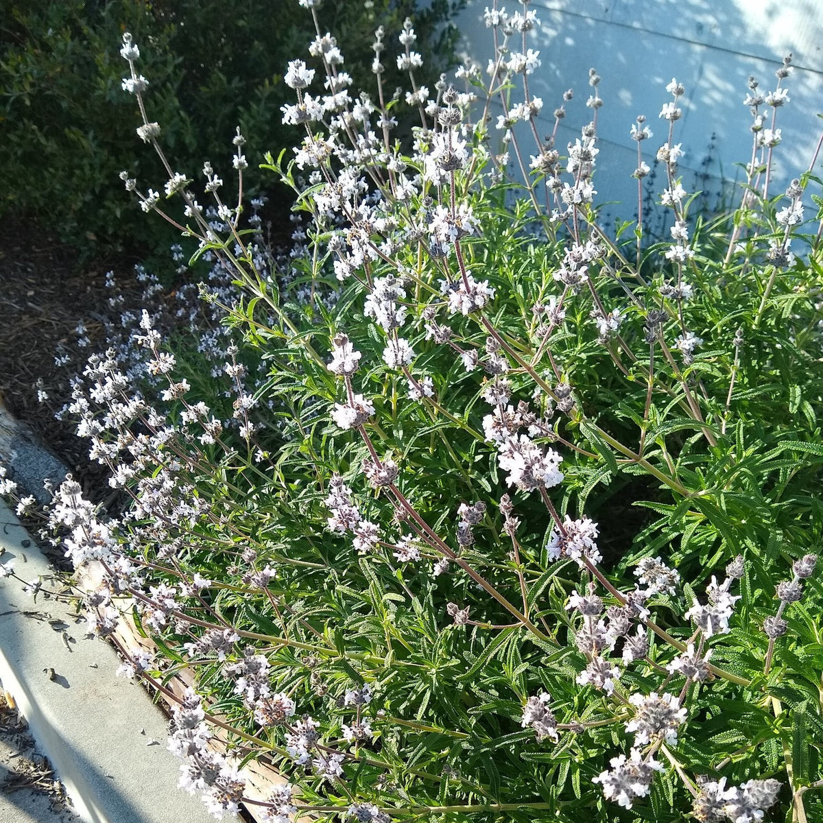 "Salvia mellifera" by Linzy L. is licensed under CC BY-SA 4.0.