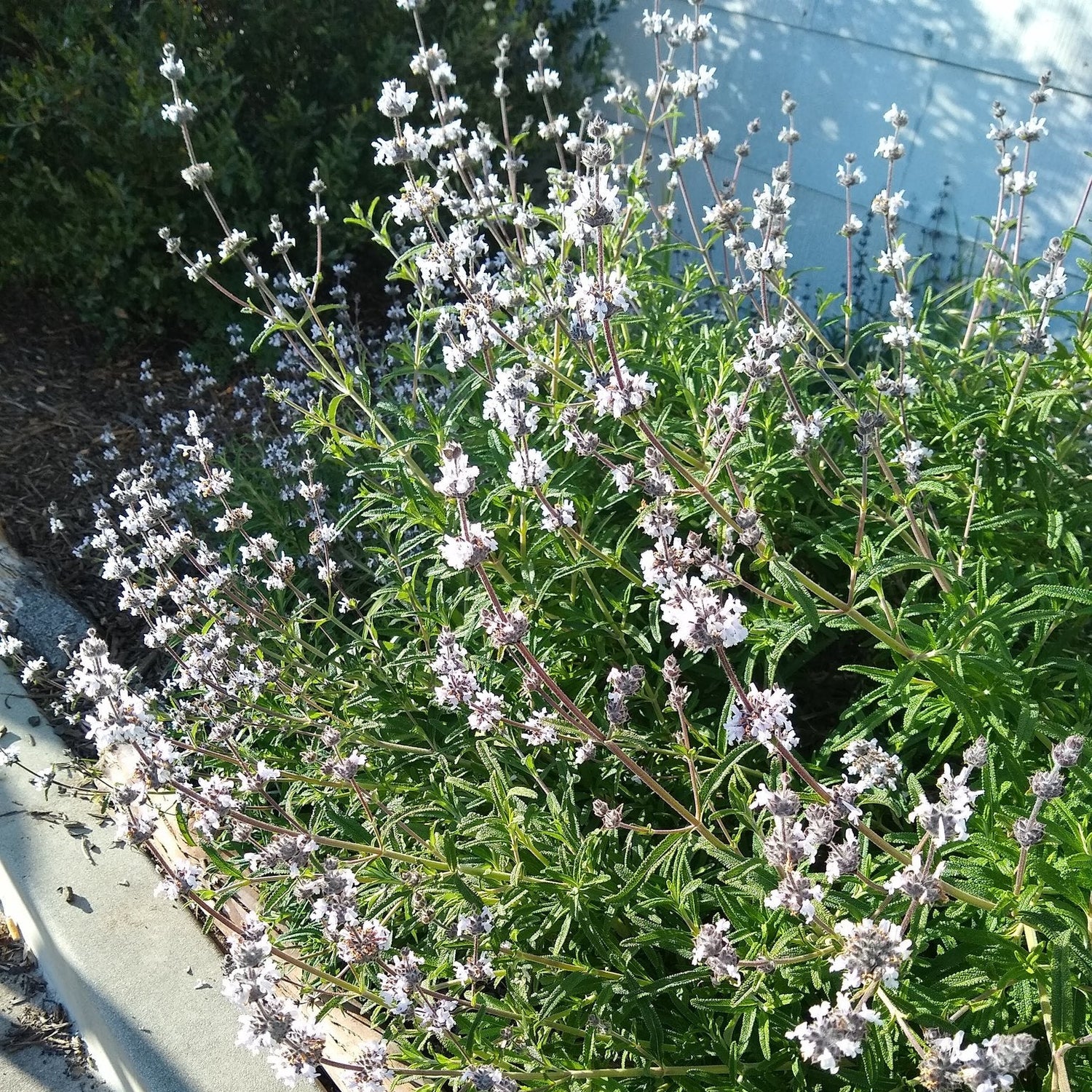 "Salvia mellifera" by Linzy L. is licensed under CC BY-SA 4.0.