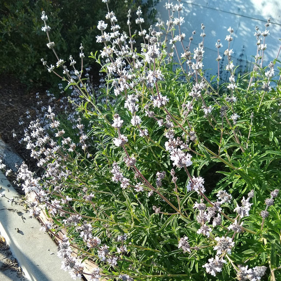 "Salvia mellifera" by Linzy L. is licensed under CC BY-SA 4.0.