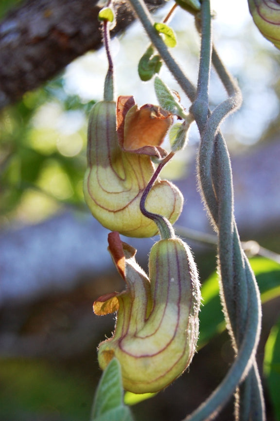 "Aristolochia californica" by Jeanne Wirka is licensed under CC BY 4.0. To view a copy of this license, visit http://creativecommons.org/licenses/by/4.0/?ref=openverse.