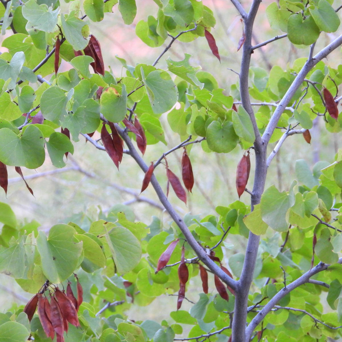 "Cercis occidentalis" by Howard Friedman is licensed under CC BY-NC 4.0. To view a copy of this license, visit http://creativecommons.org/licenses/by-nc/4.0/?ref=openvese.