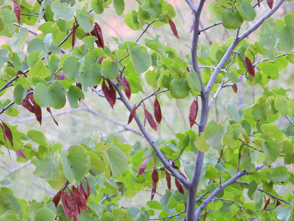 "Cercis occidentalis" by Howard Friedman is licensed under CC BY-NC 4.0. To view a copy of this license, visit http://creativecommons.org/licenses/by-nc/4.0/?ref=openvese.