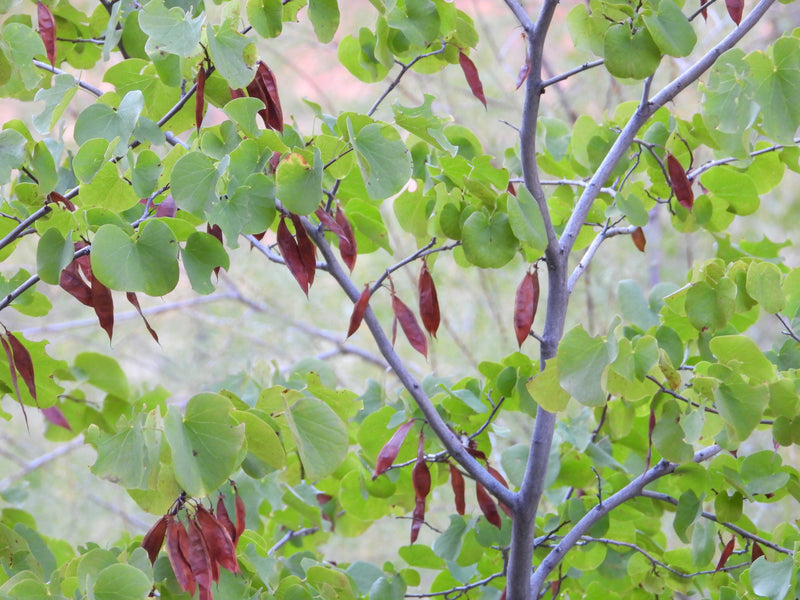 "Cercis occidentalis" by Howard Friedman is licensed under CC BY-NC 4.0. To view a copy of this license, visit http://creativecommons.org/licenses/by-nc/4.0/?ref=openvese.