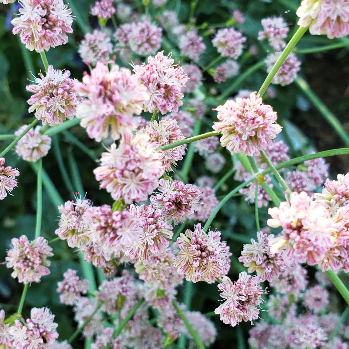 "Eriogonum grande rubescens" by Mary K. Hanson is licensed under CC BY 4.0. To view a copy of this license, visit http://creativecommons.org/licenses/by/4.0/?ref=openverse.

