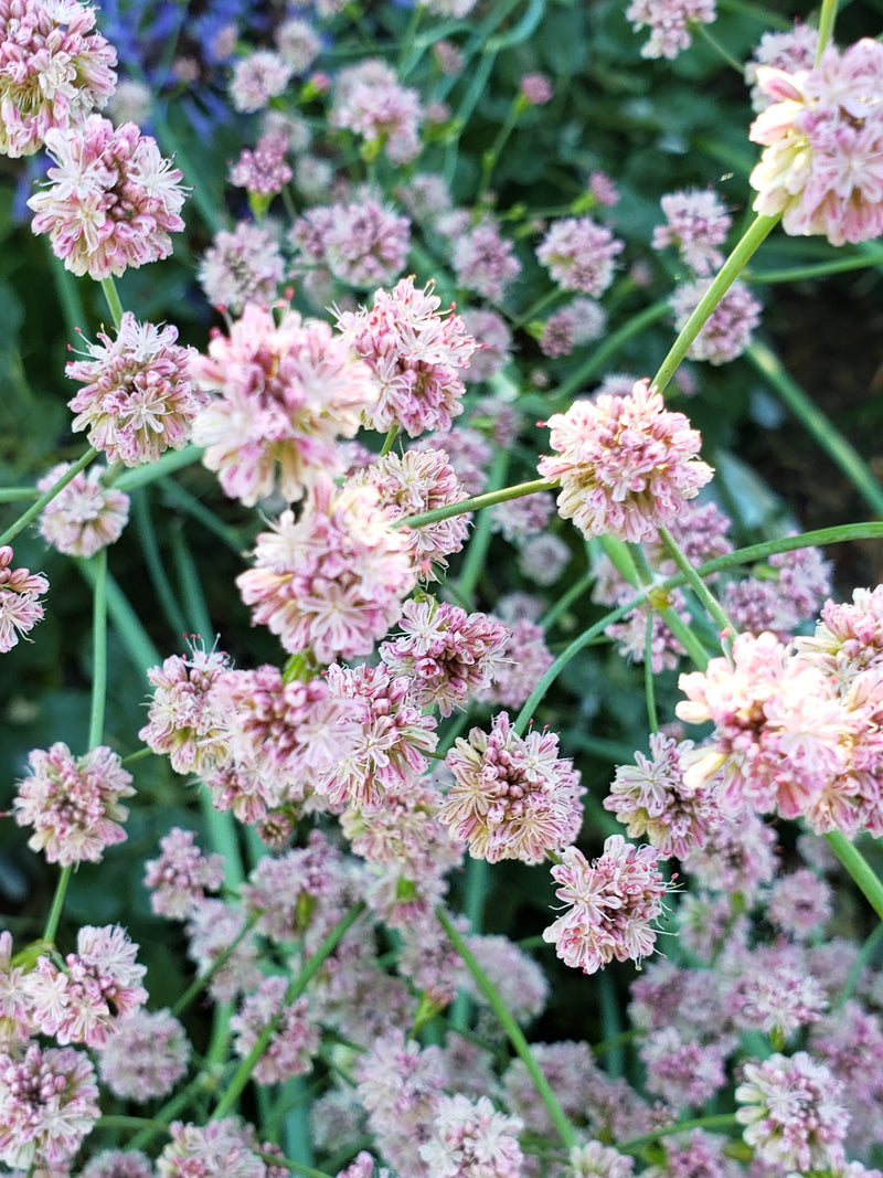 "Eriogonum grande rubescens" by Mary K. Hanson is licensed under CC BY 4.0. To view a copy of this license, visit http://creativecommons.org/licenses/by/4.0/?ref=openverse.

