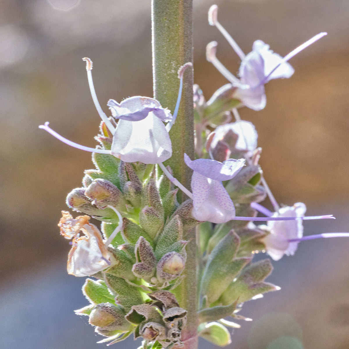 "Salvia apiana" by Shawn O'Donnell is licensed under CC BY 4.0. To view a copy of this license, visit http://creativecommons.org/licenses/by/4.0/?ref=openverse.