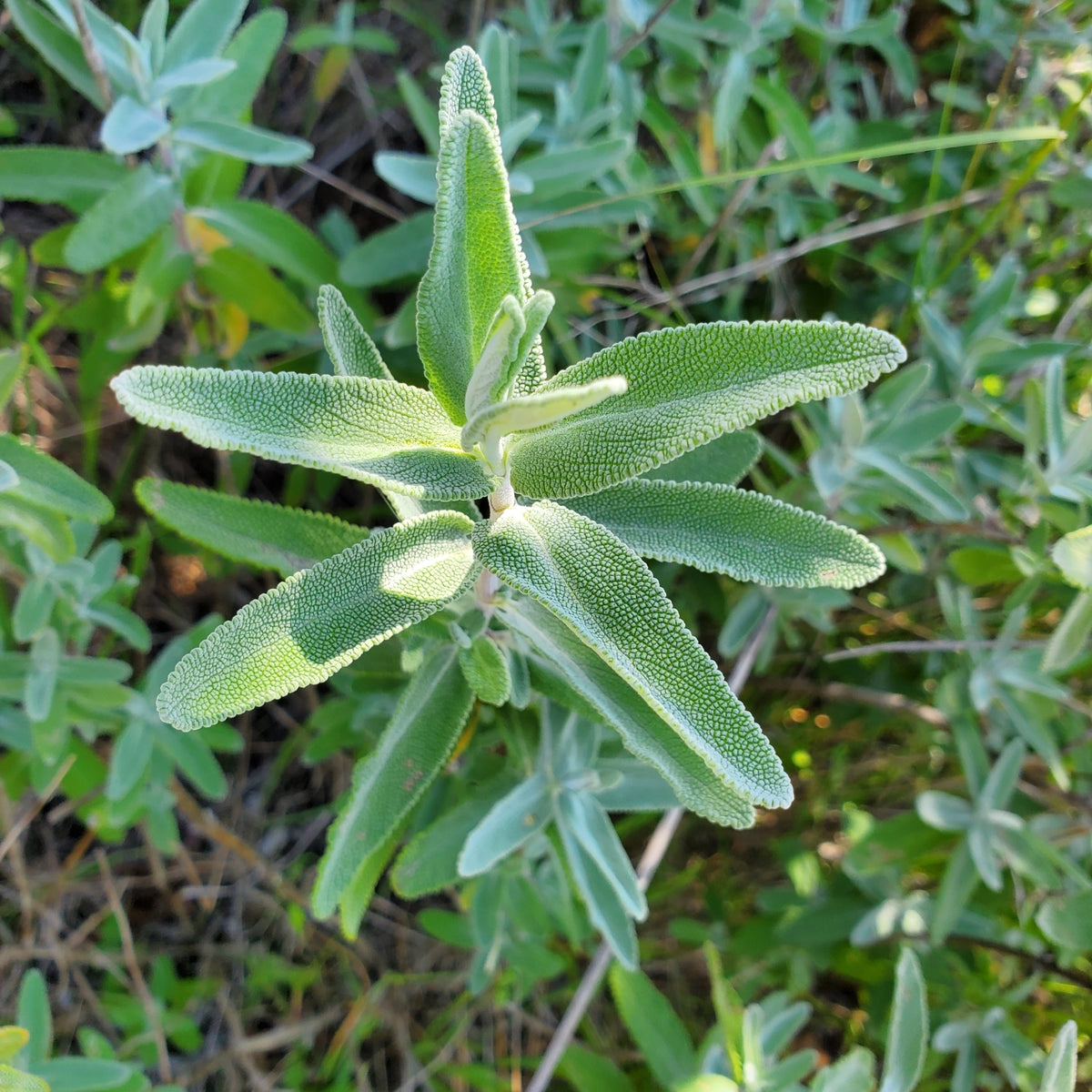 "Salvia leucophylla" by Dan Horowitz is marked with CC0 1.0. To view the terms, visit http://creativecommons.org/publicdomain/zero/1.0/?ref=openverse.

