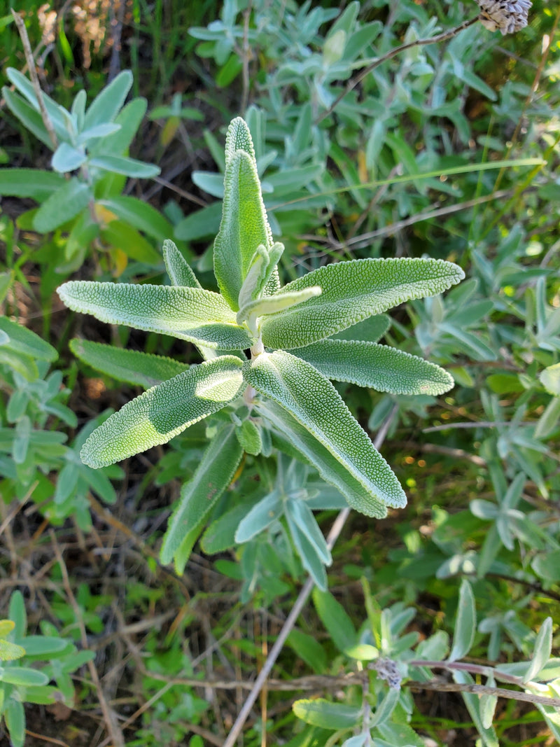"Salvia leucophylla" by Dan Horowitz is marked with CC0 1.0. To view the terms, visit http://creativecommons.org/publicdomain/zero/1.0/?ref=openverse.
